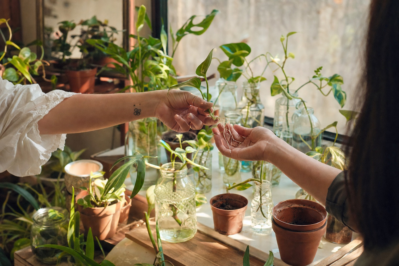 One woman passing a rooted plant cutting into another woman's open hands, jars of propagations on the windowsill