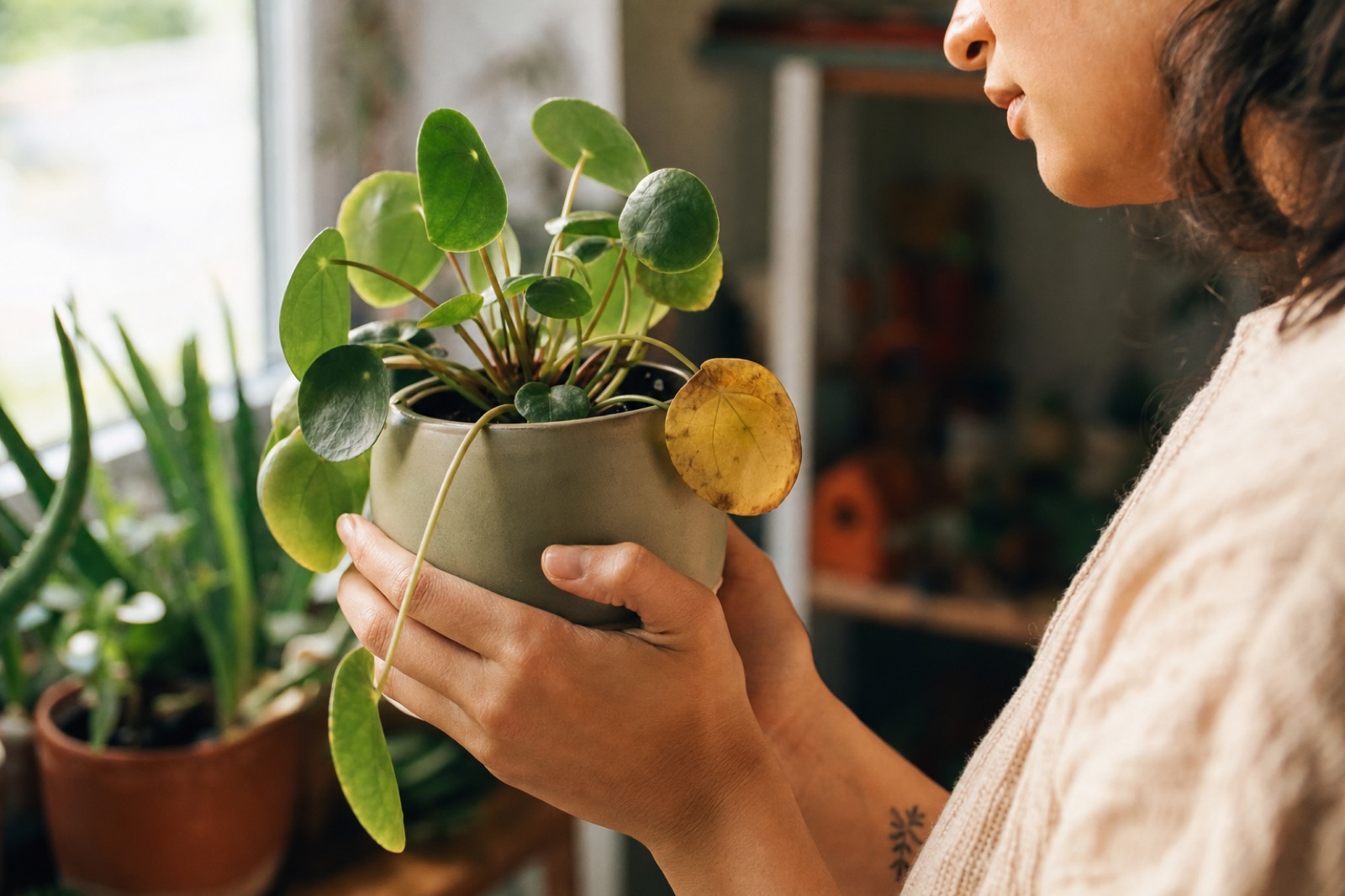 Hands cradling a small plant with one yellowing leaf, held up to the window light